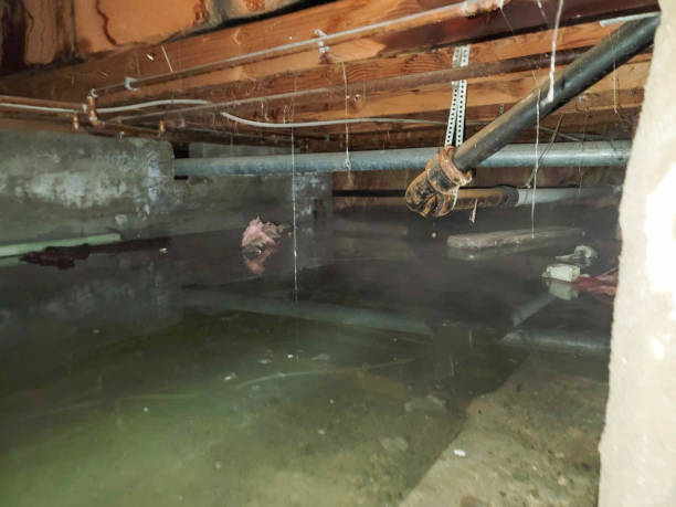 Best Carpet water damage restoration  in East Setauket, NY